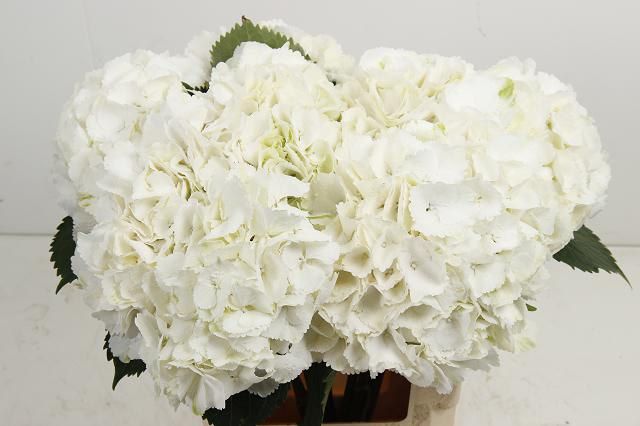 12-count jumbo white hydrangeas | BJ's Wholesale Club