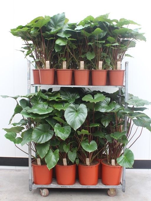 Homalomena Mixkar Homalomena rubescens Maggy pot