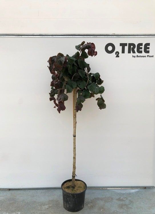 Corylus a. Purple Umbrella ('JM 251') halfstam