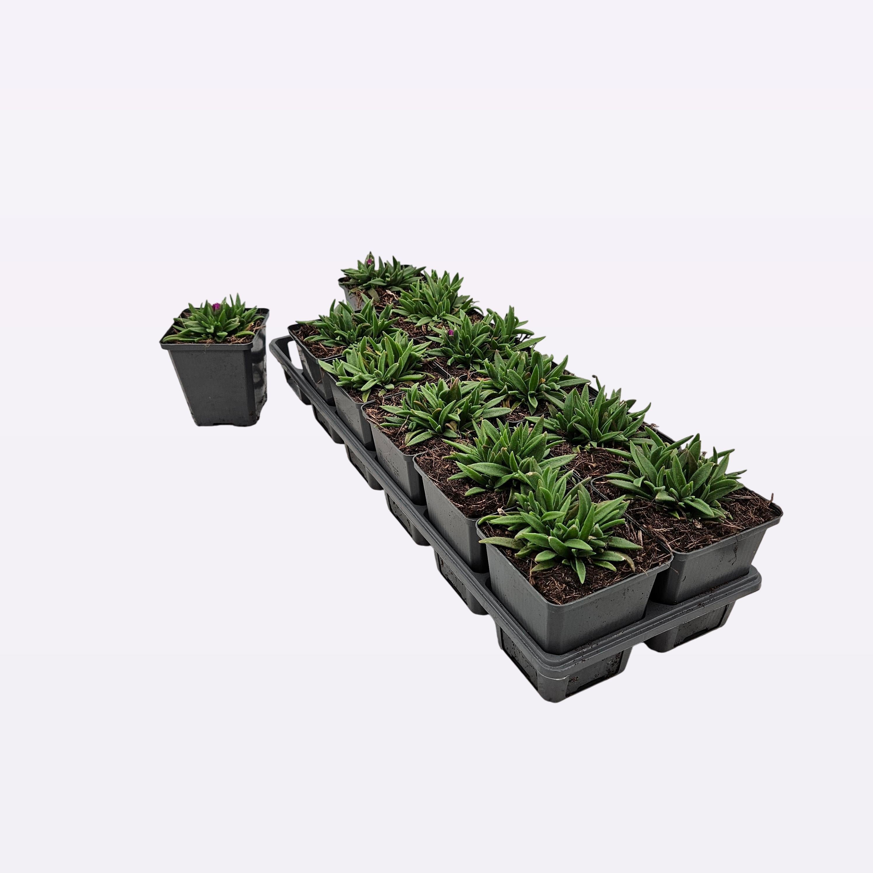 Delosperma aberdeenense 12 tray