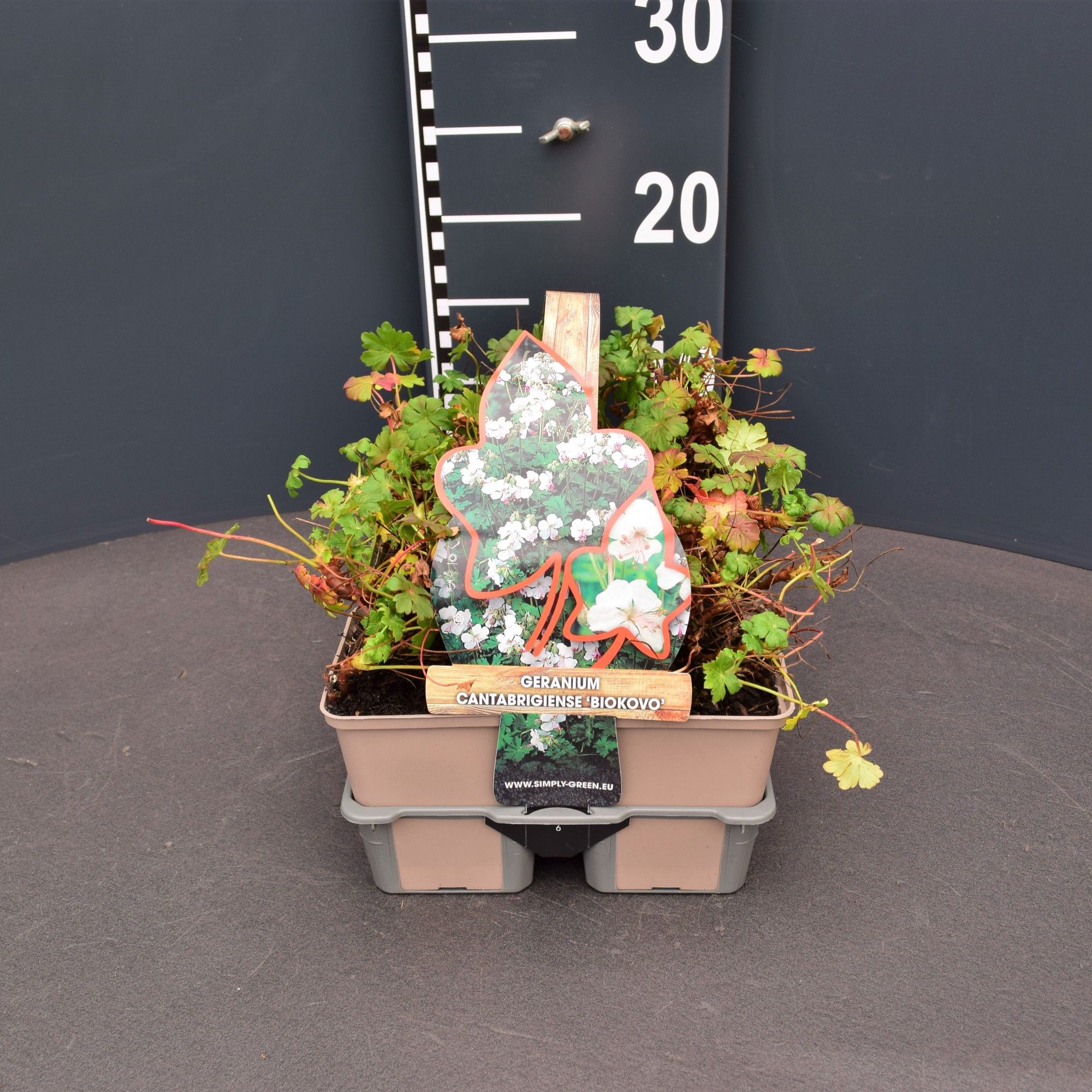 Geranium cantabrigiense 'Biokovo' 6 pack