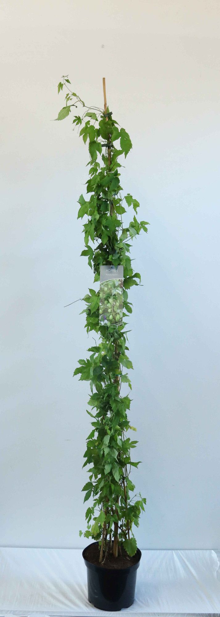 Humulus lupulus