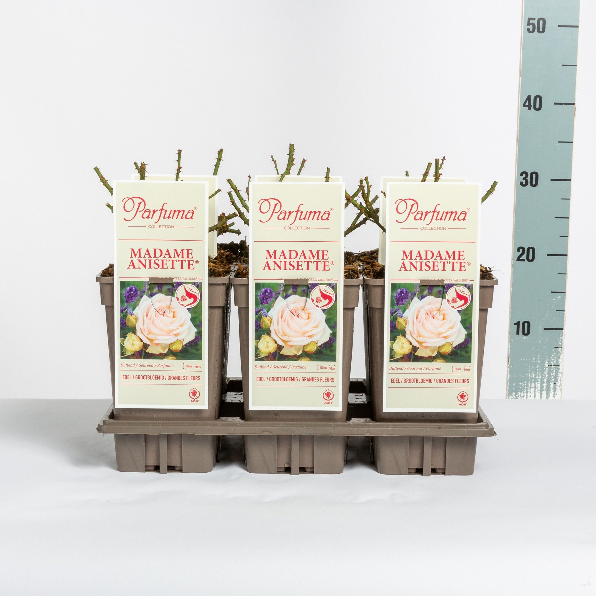 Rosa Parfuma (TH) Madame Anisette ®