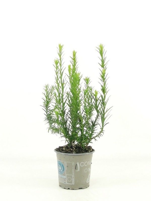taxus baccata kupfergold gelbe Suleneibe - Taxus baccata Fas