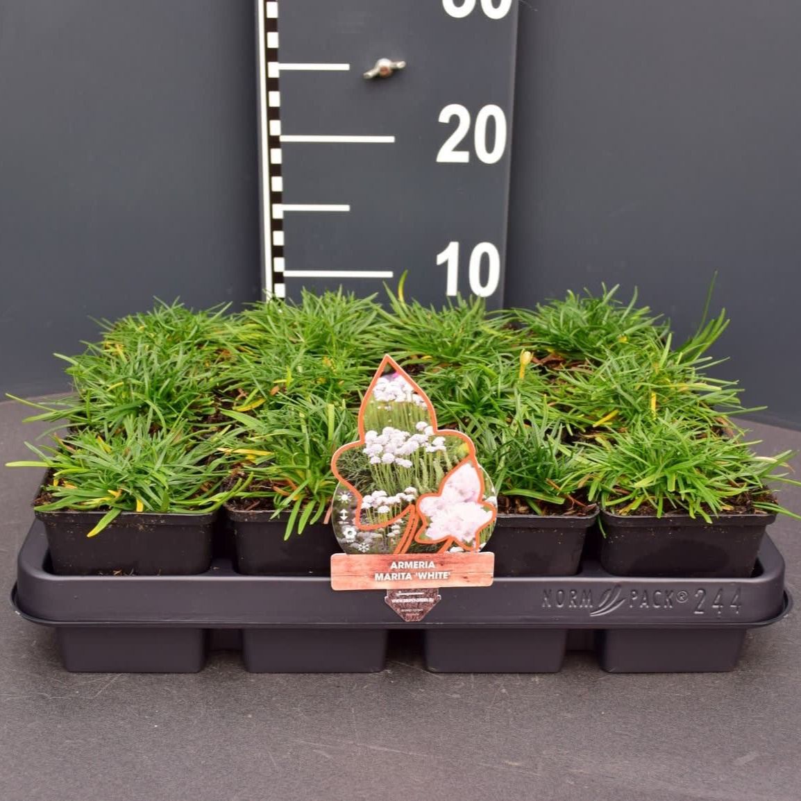 Armeria maritima 'Alba'