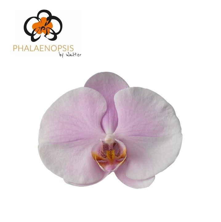 Phal T Tikal