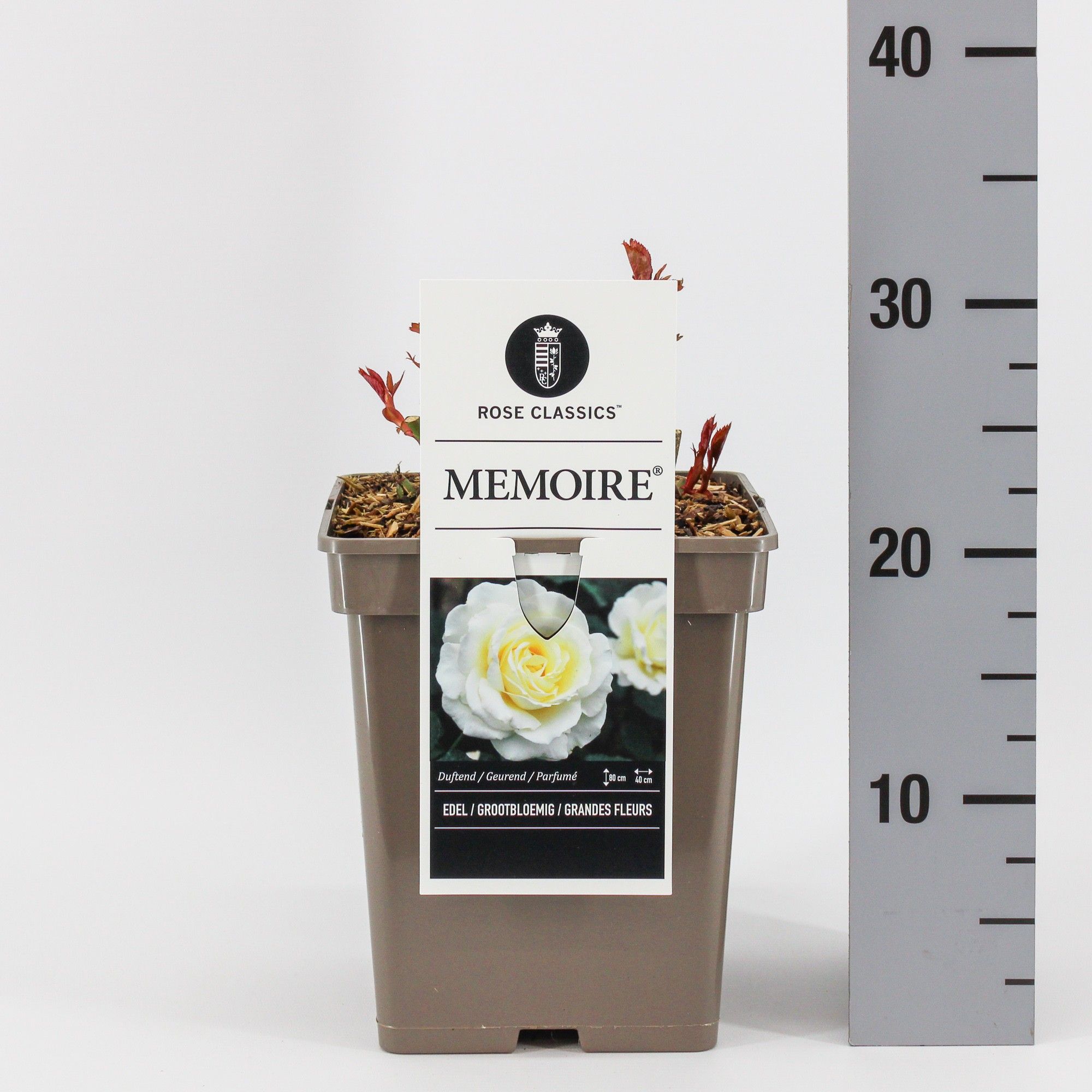 Rosa (T) Memoire th