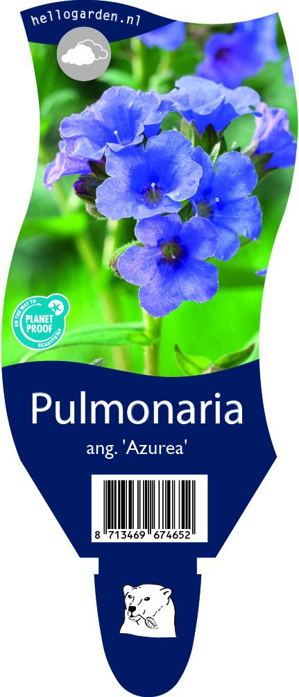 Pulmonaria angustifolia 'Azurea'