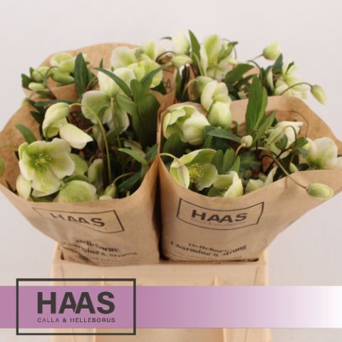 Helleborus Magnificent Bells 40cm