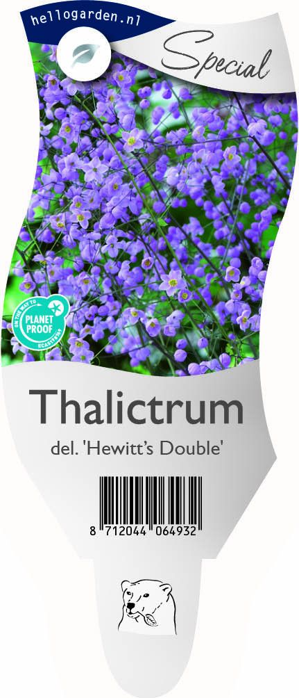 Thalictrum delavayi 'Hewitt's Double'
