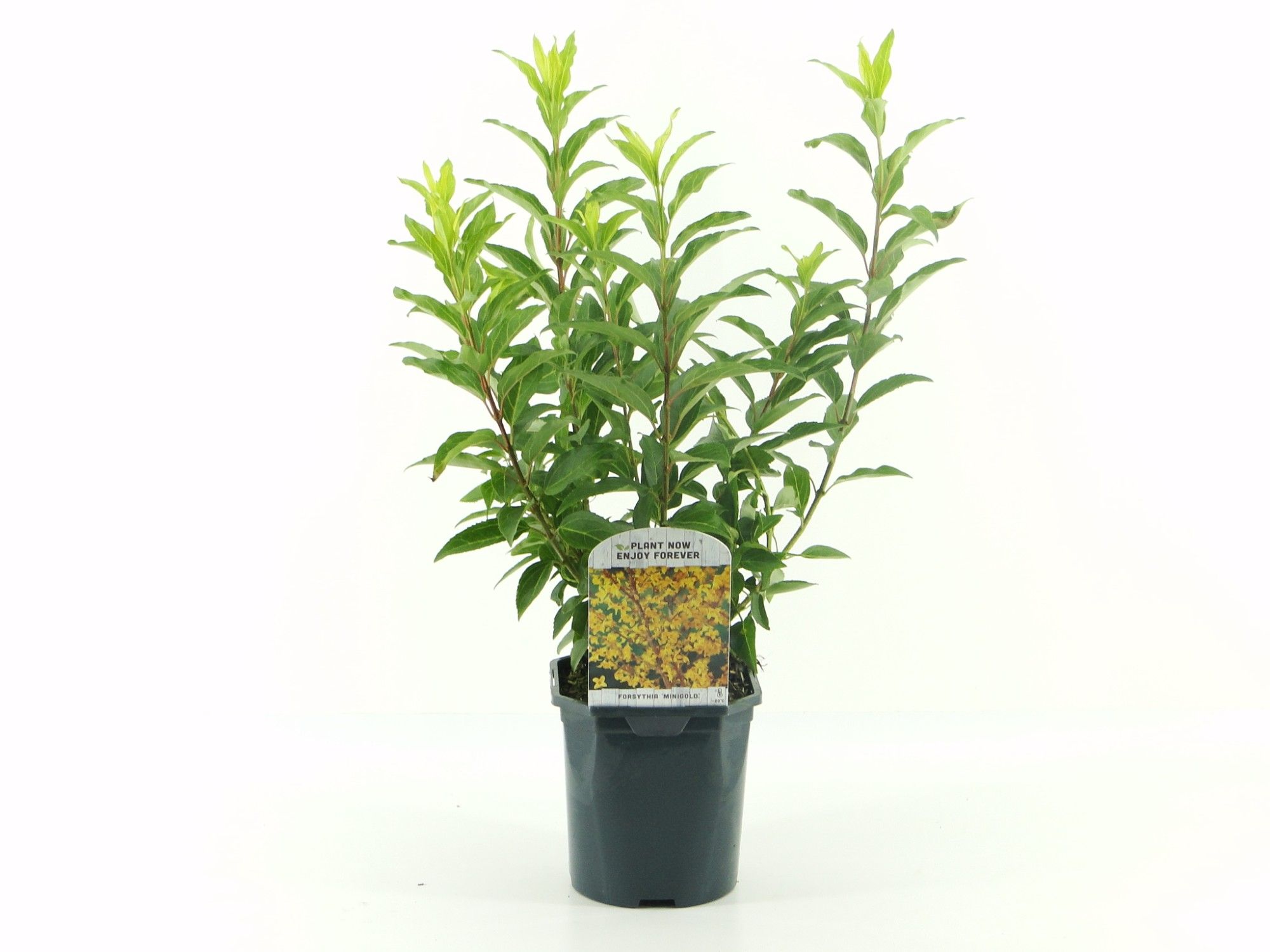 Picture of Forsythia int. Minigold