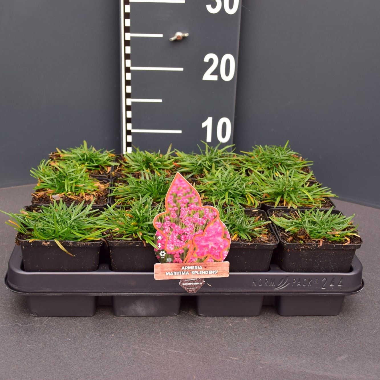Armeria maritima 'Splendens'