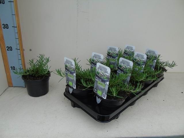 Rosmarinus officinalis 'Capri'
