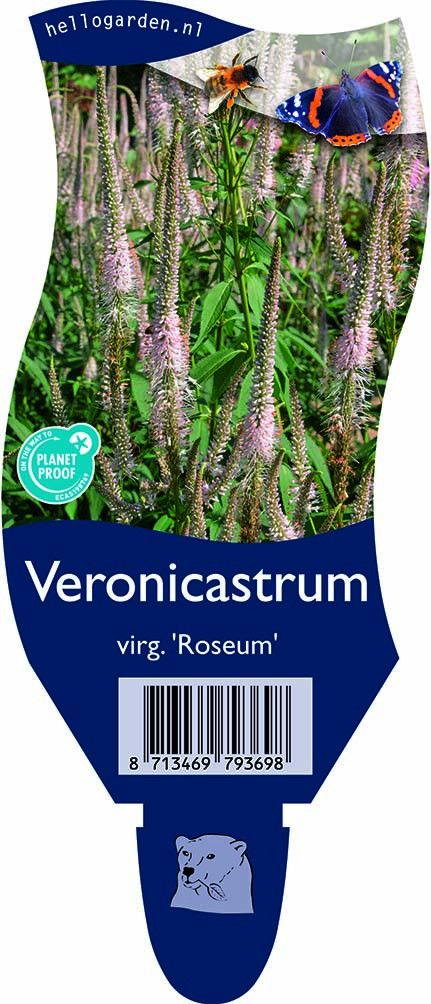 Veronicastrum virginicum 'Roseum'