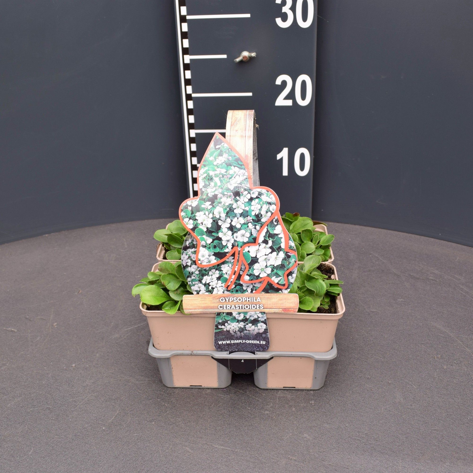 Gypsophila cerastioides 4 pack