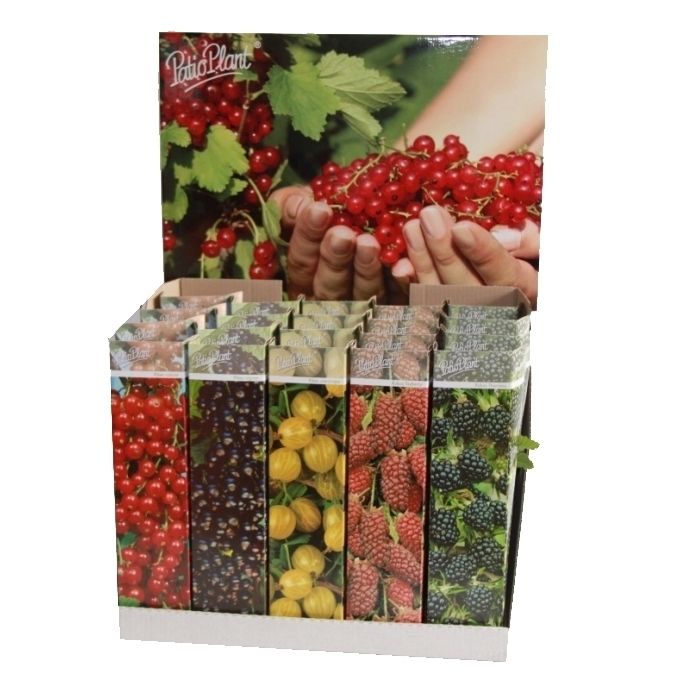 Klein Fruit Mix (ribes & Rubus)