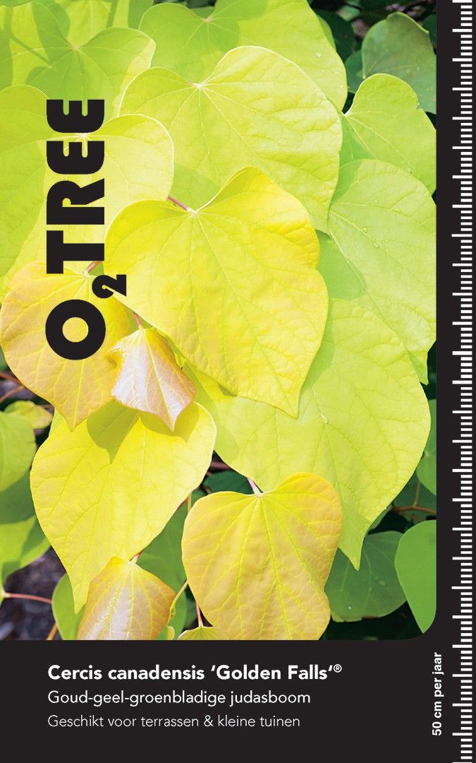 Cercis canadensis Golden Falls ('NC2015-12') halfstam