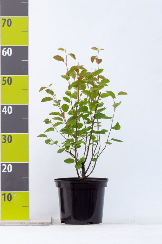 Amelanchier lamarkii