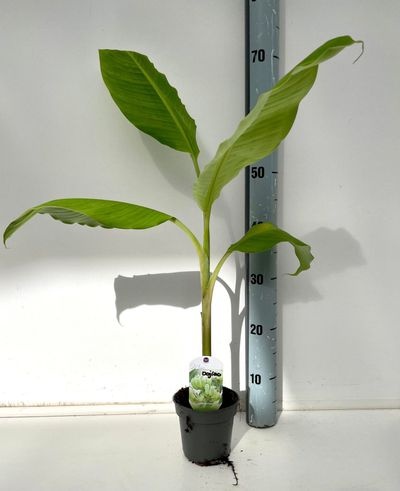 Musa dajiao PL