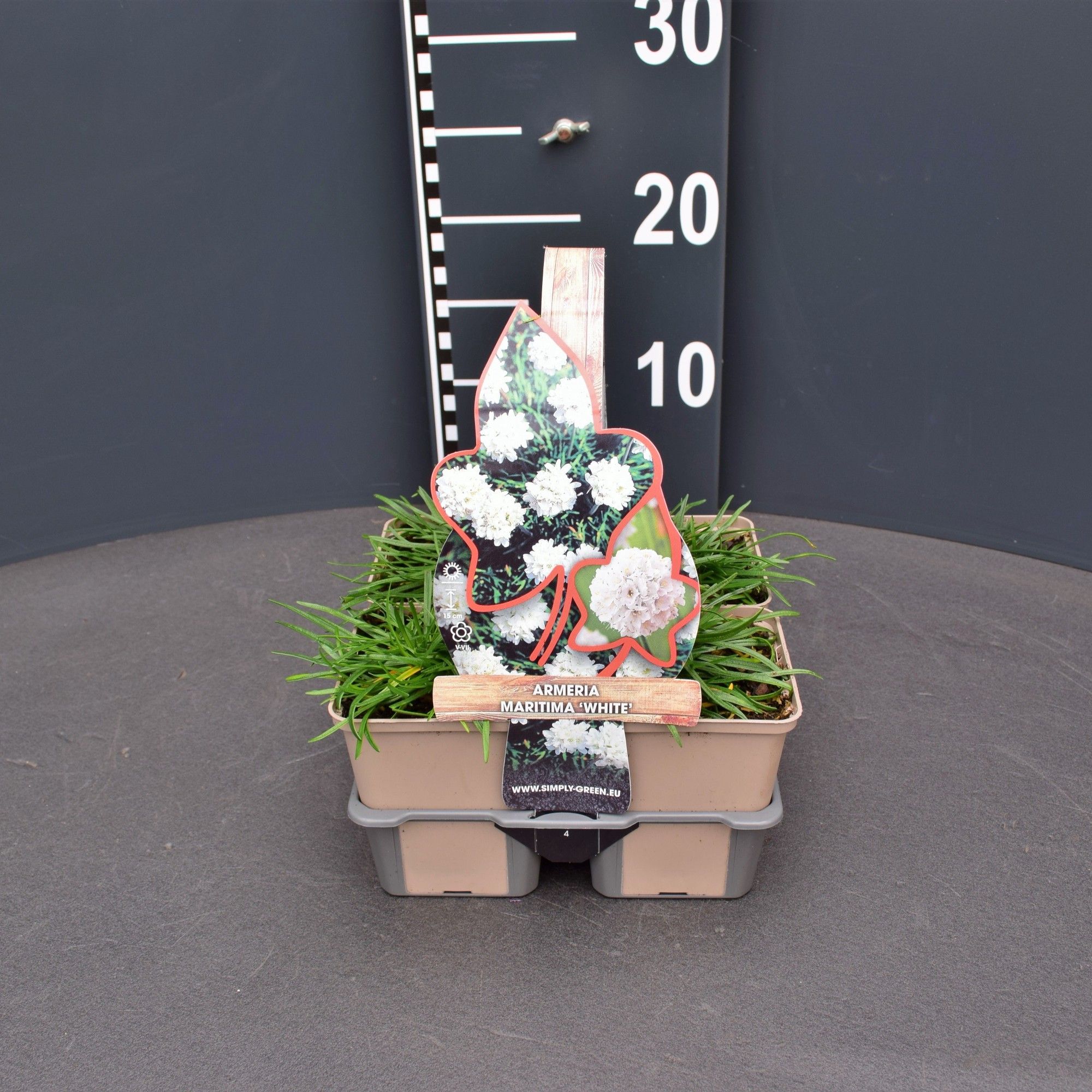 Armeria maritima 'White' (4-pack)