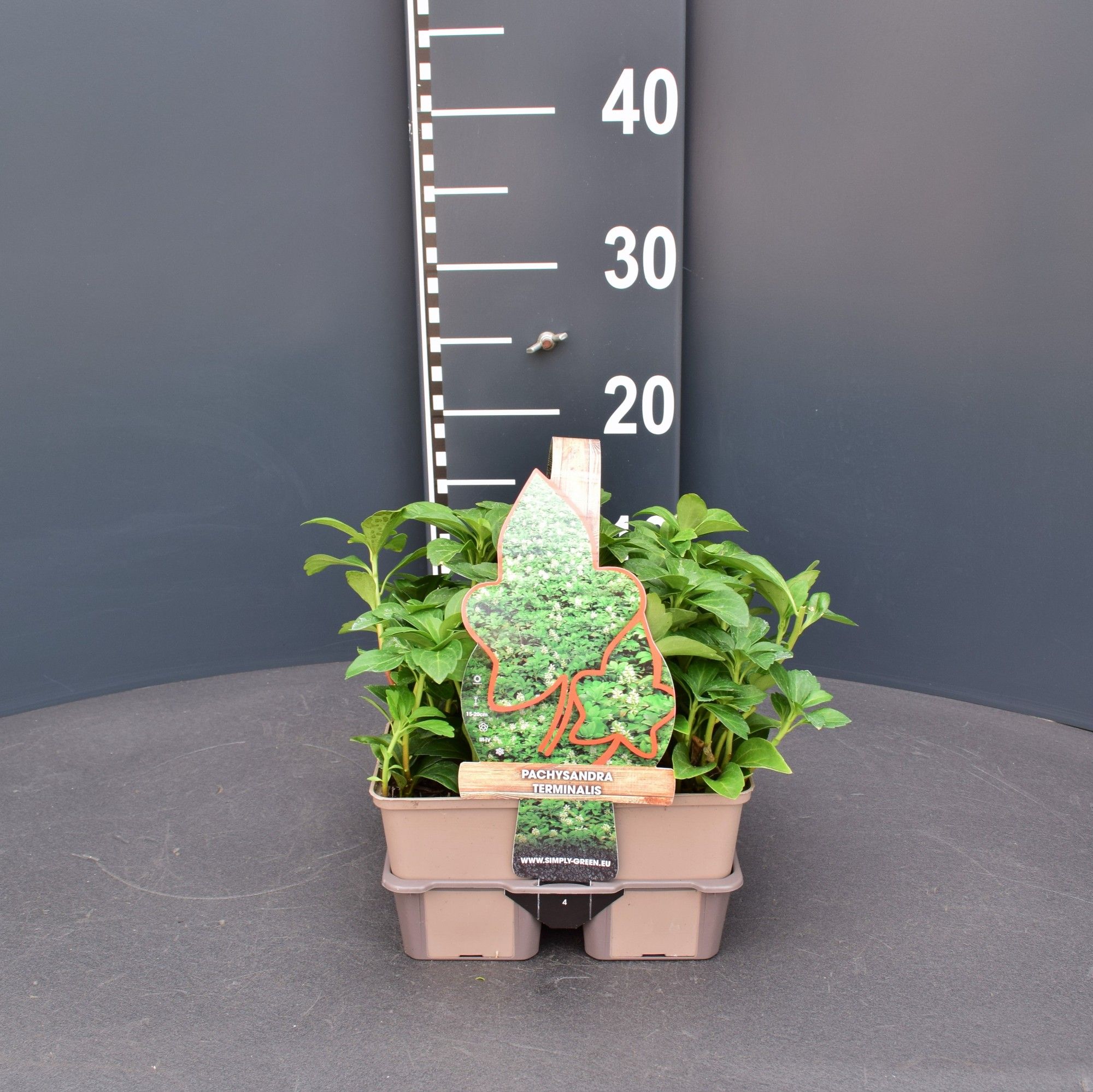 Pachysandra terminalis 4 pack