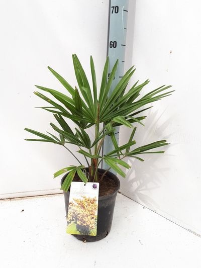 Trachycarpus fortunei