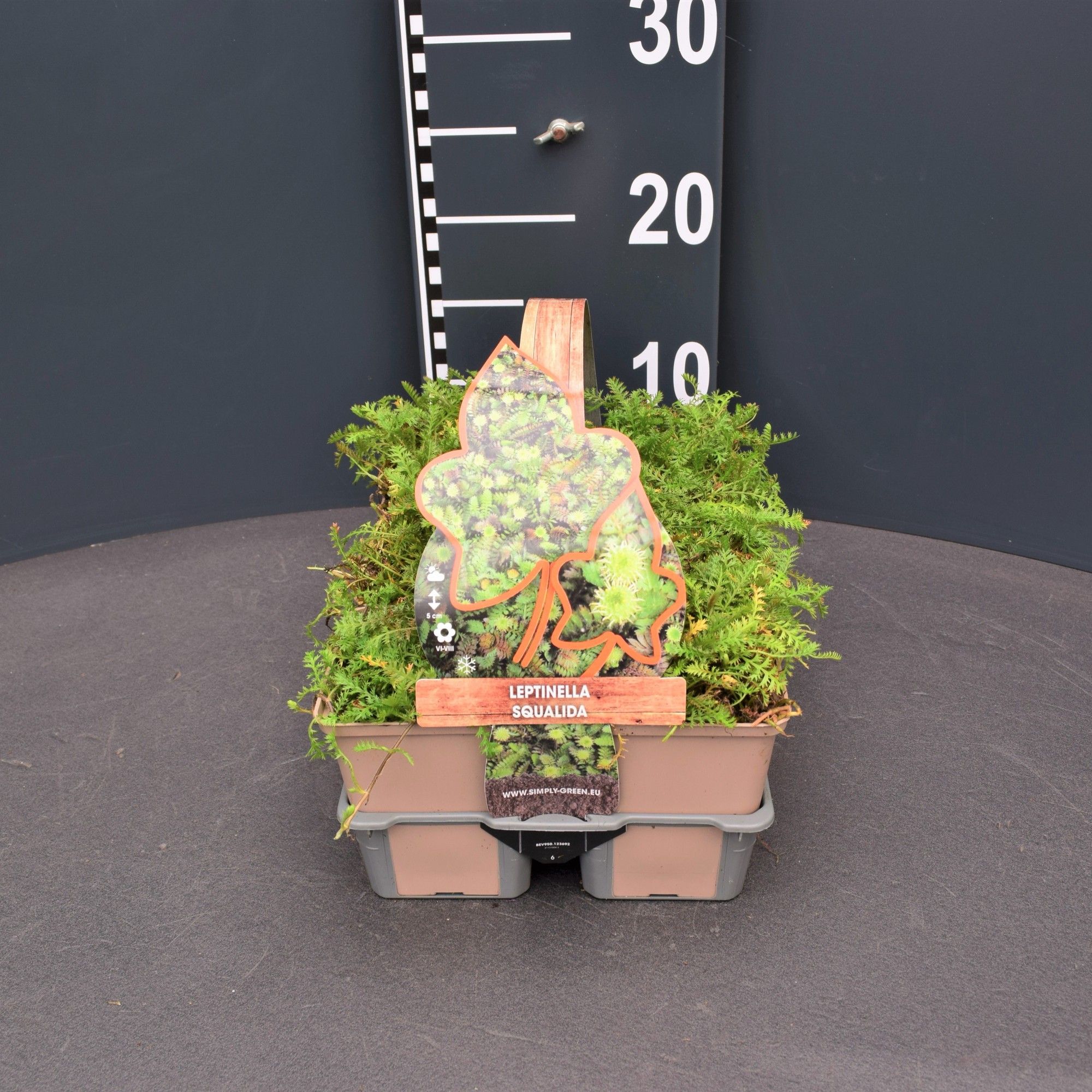 Leptinella squalida 6 pack