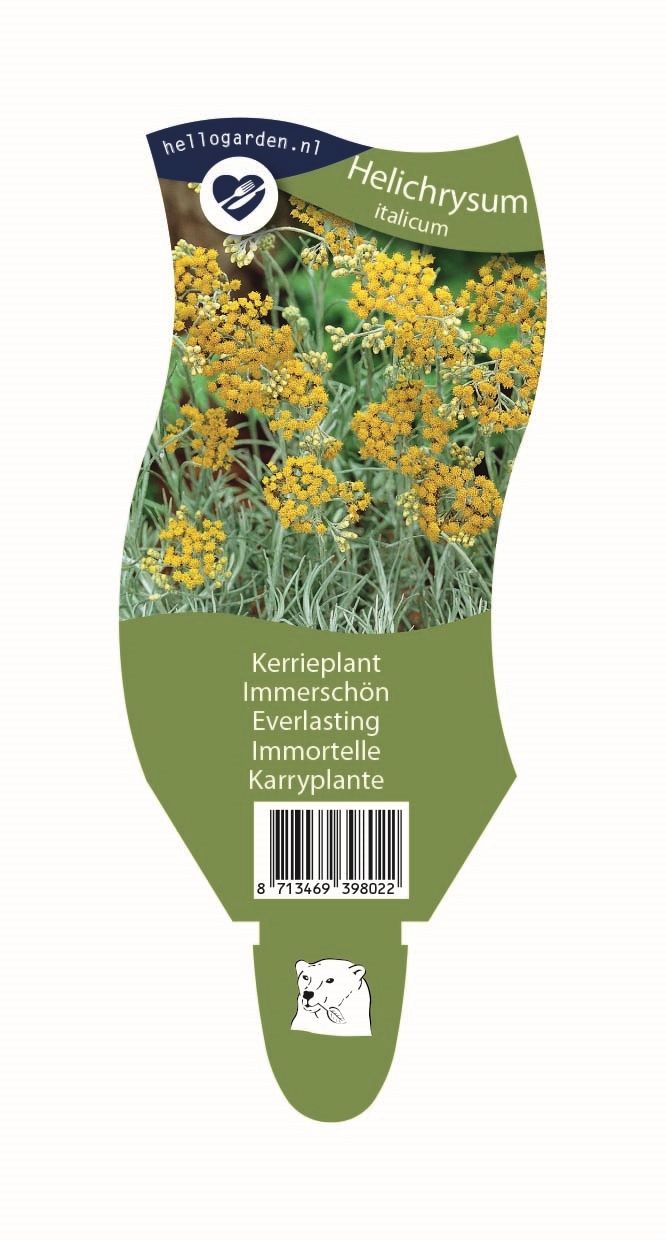 Helichrysum italicum