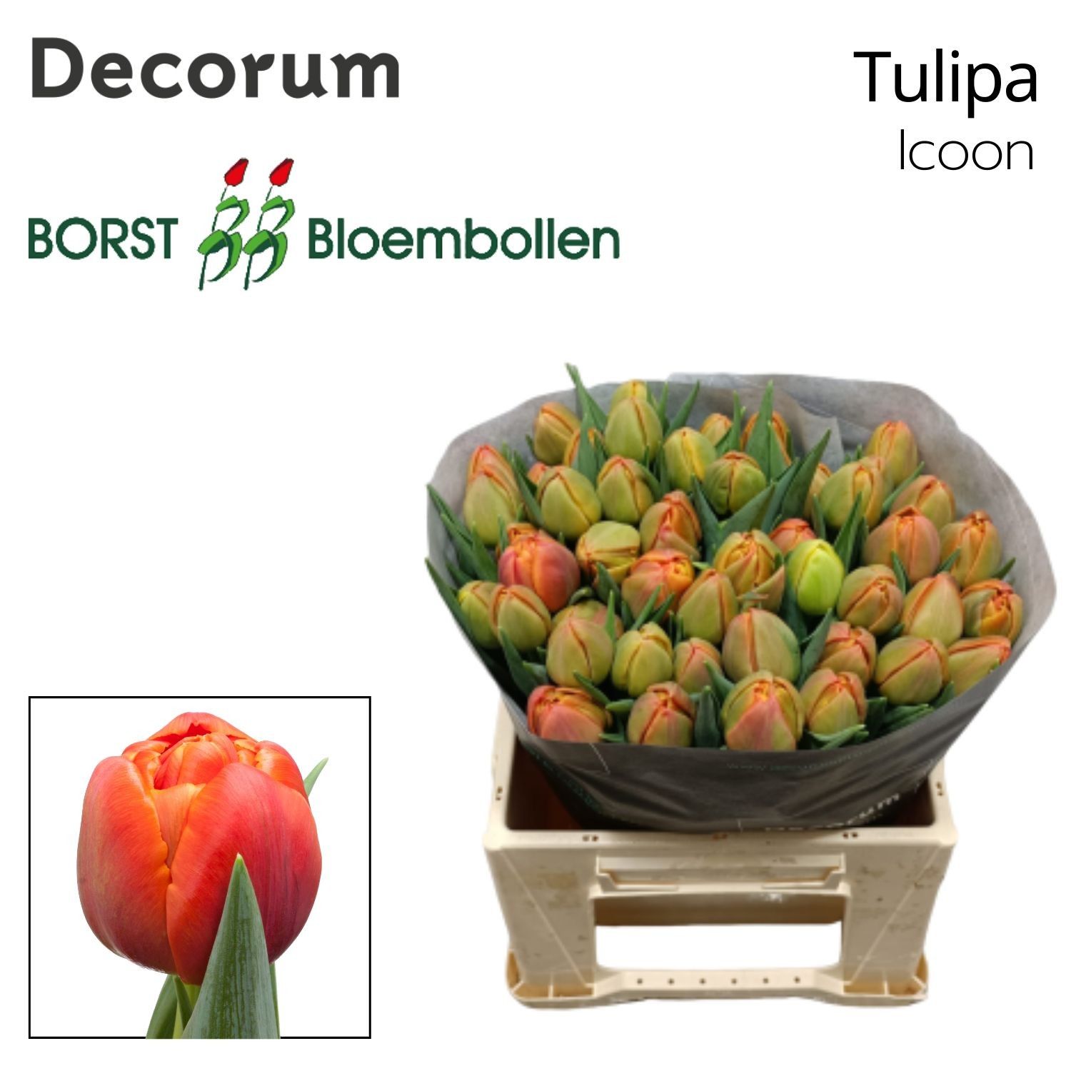 Tu Du Icoon