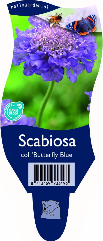 Scabiosa columbaria 'Butterfly Blue'