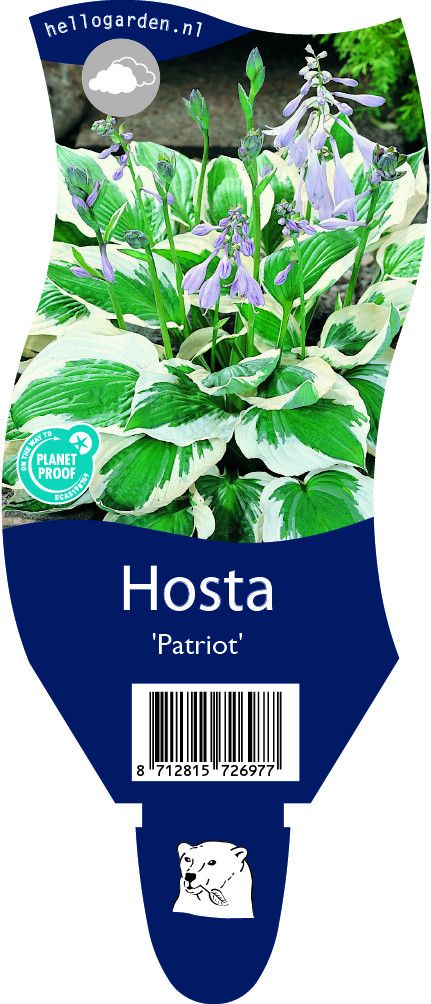 Hosta 'Patriot'