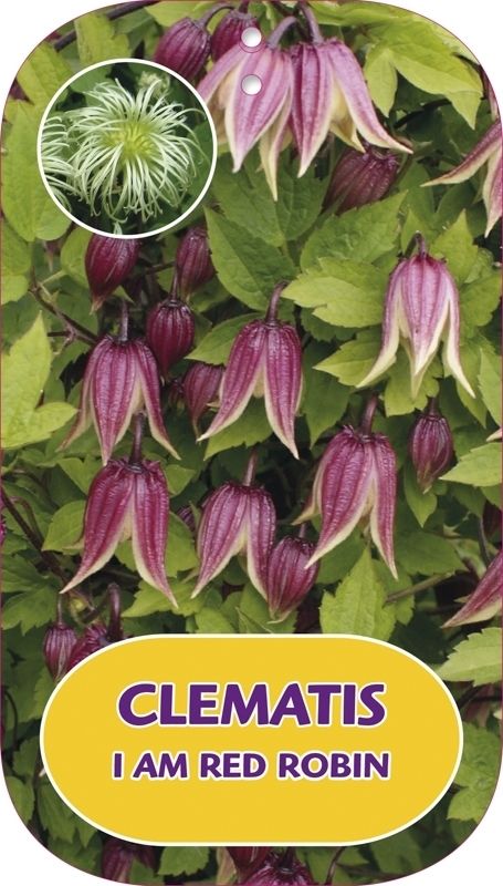 Clematis I Am Red Robin ('Zorero')