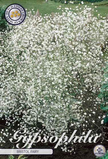 Bloembol Gypsophila B Fairy (x3)
