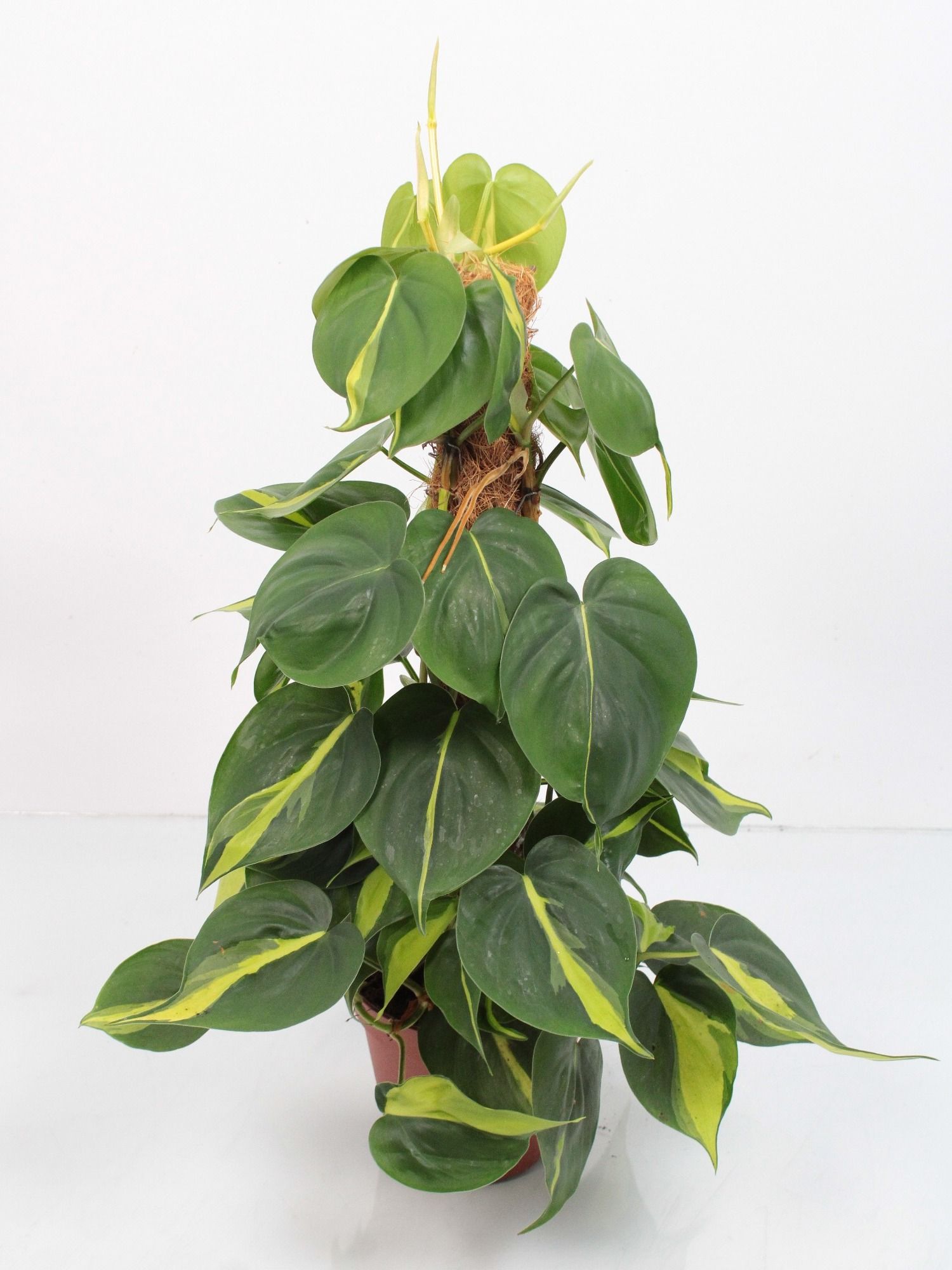 Philodendron scandens 'Brasil' Moss pole | Gardenline
