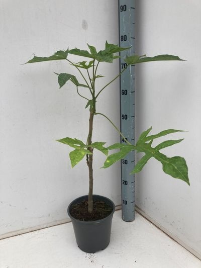 Carica X pentagona