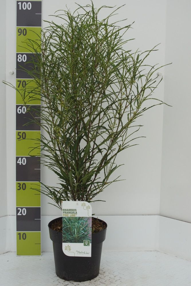 Frangula 'Fine Line'®