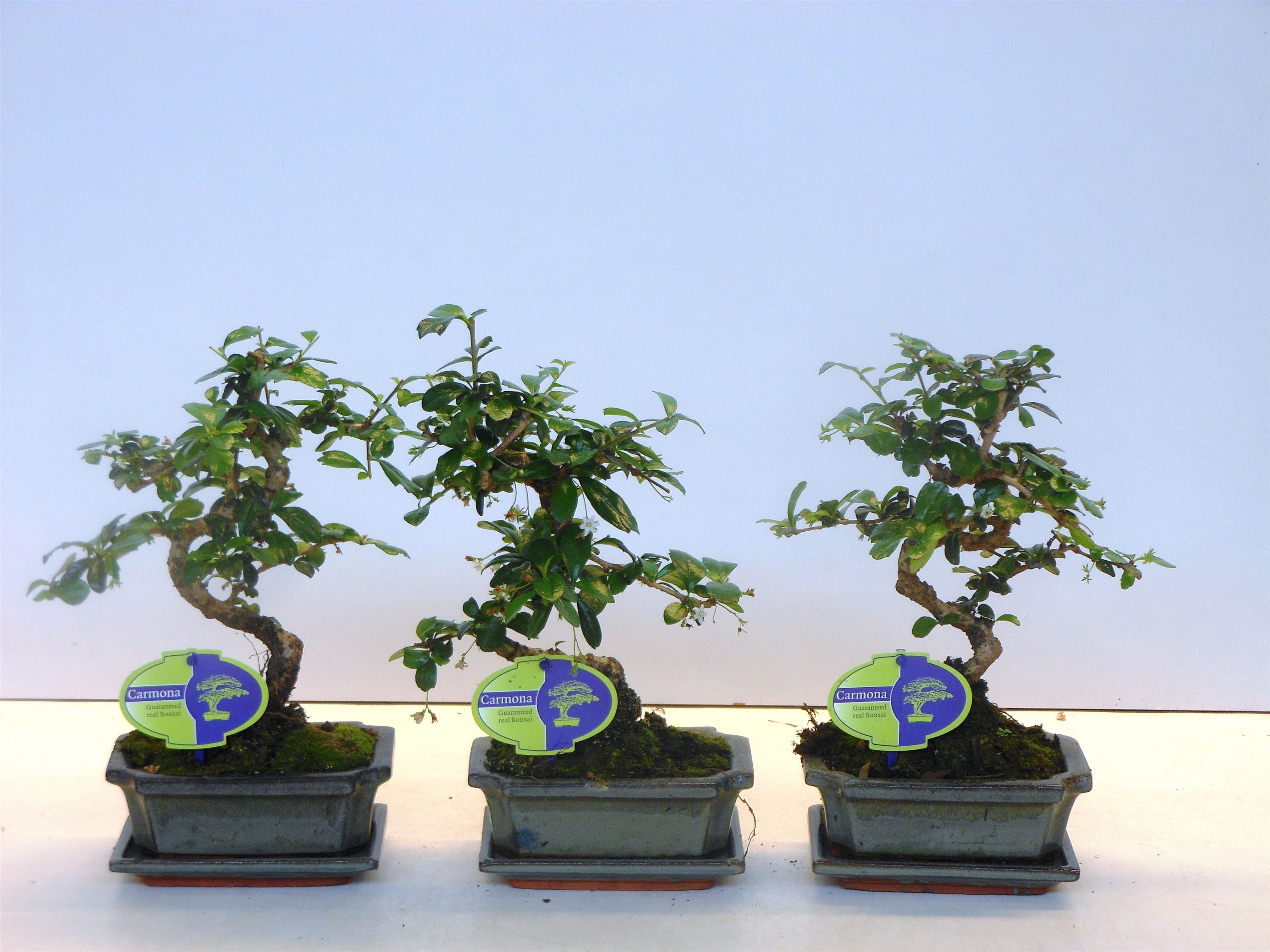 Carmona retusa Bonsai Macrophylla Shape with Saucer | Gardenline