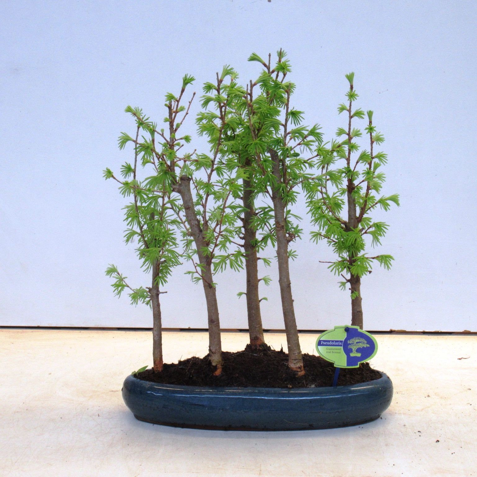 Pseudolarix amabilis | Hamiplant