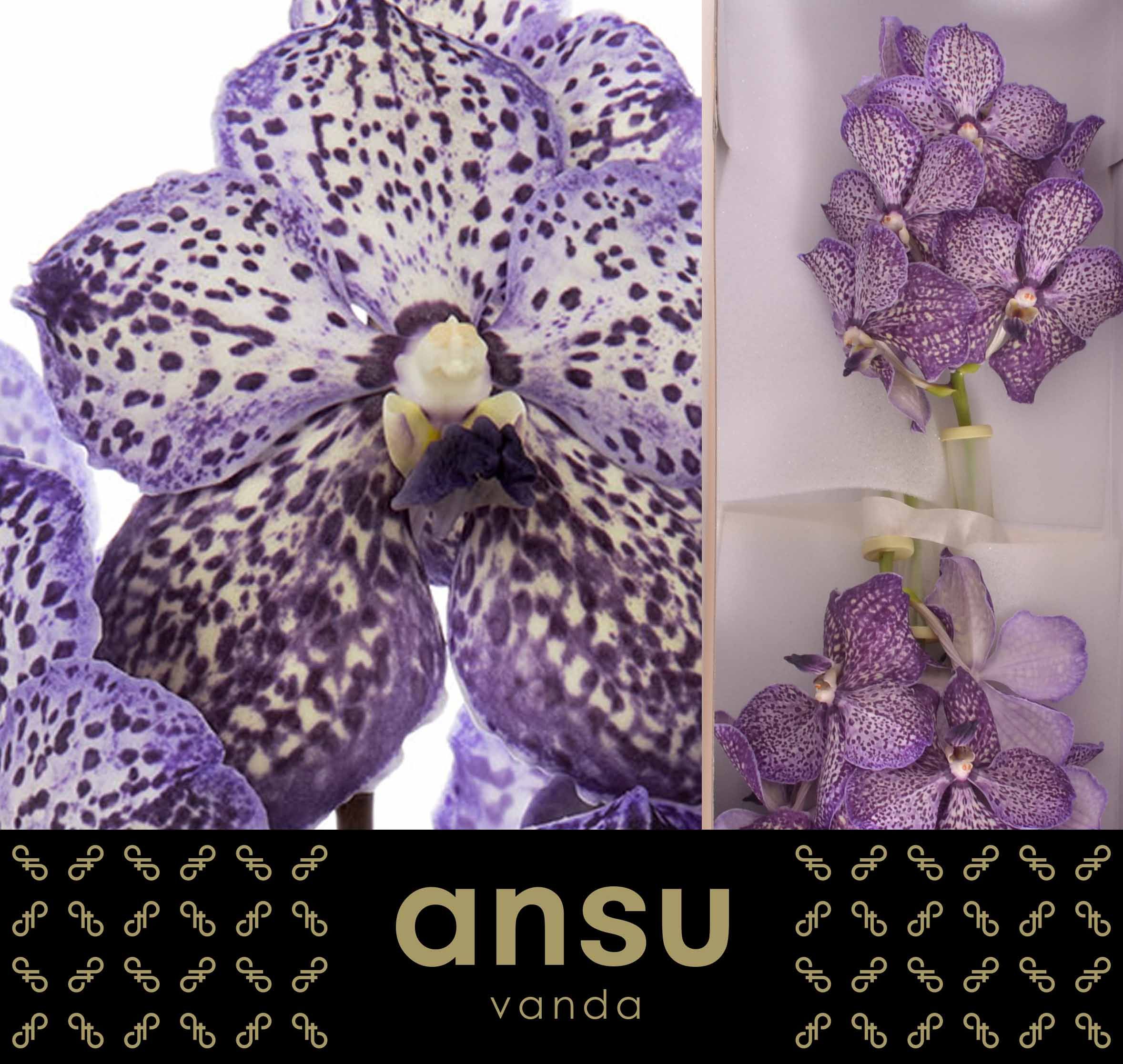 Vanda Su Lilac Starl