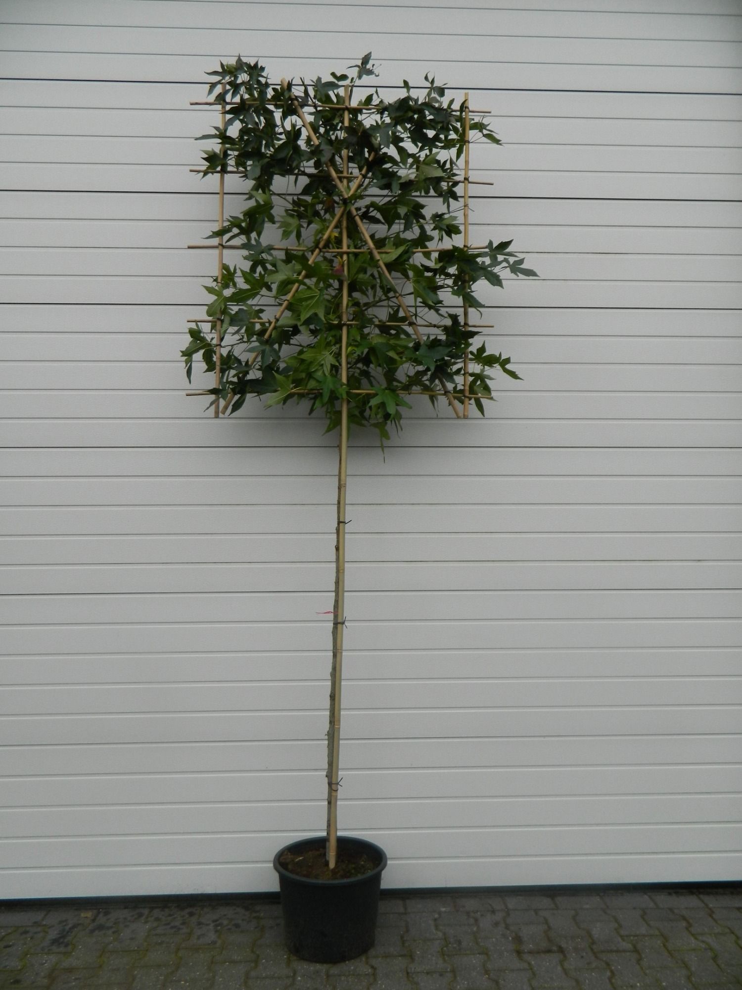 Liquidambar styraciflua stam