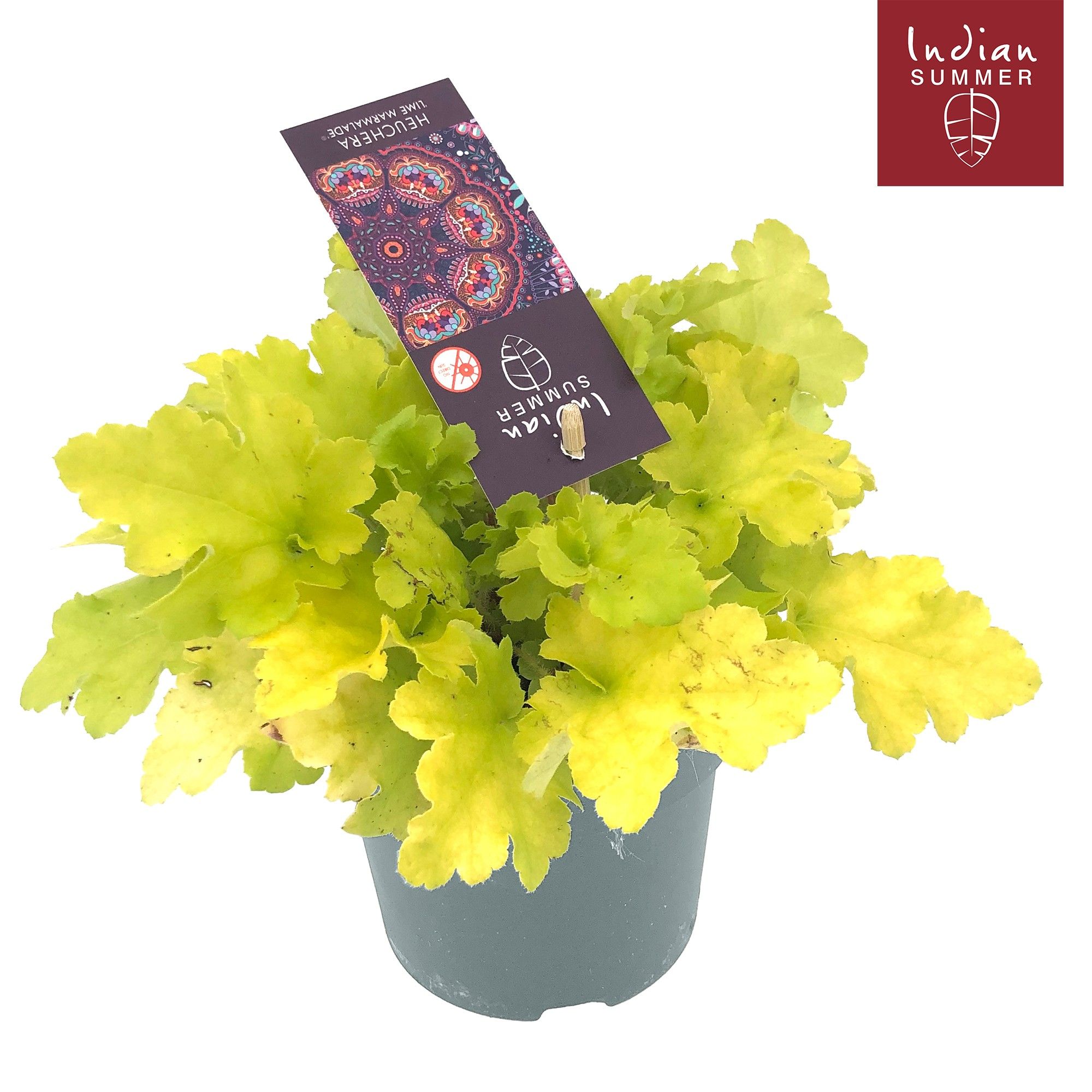 Heuchera Indian Summer Lime ('Lime Marmalade')