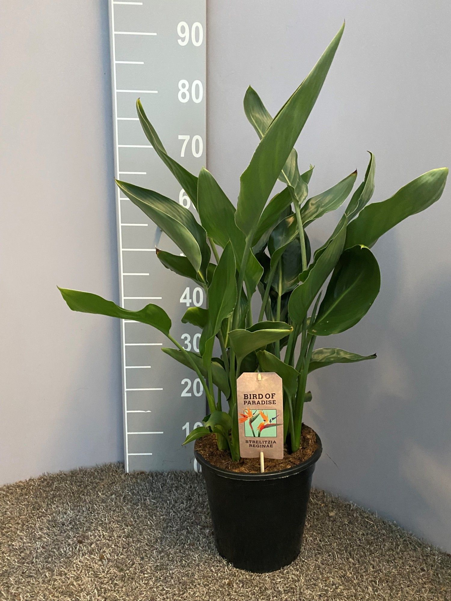 Strelitzia reginae (ohne Blume) | Hamiplant