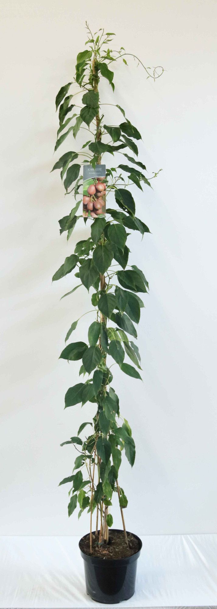 Actinidia arguta