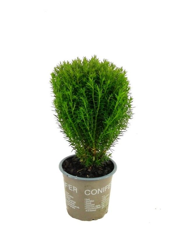 Thuja occidentalis 'Teddy' | Hamiplant