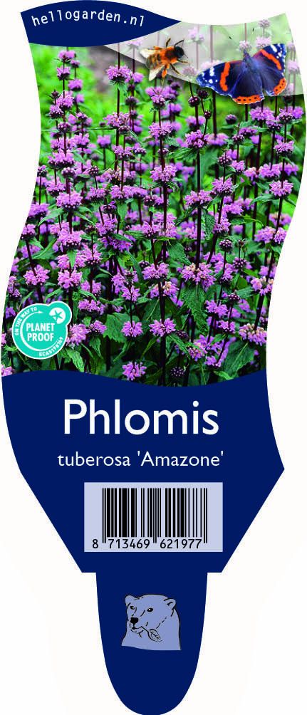 Phlomis tuberosa 'Amazone'