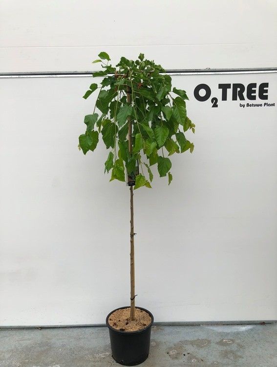 Morus alba 'Pendula' stam