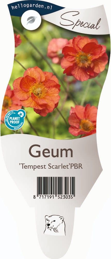 Geum 'Tempest Scarlet'