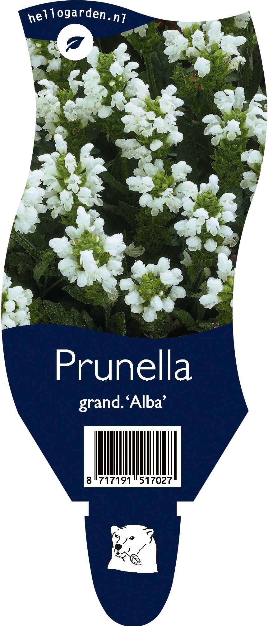 Prunella grandiflora 'Alba'
