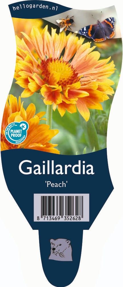 Gaillardia 'Peach'