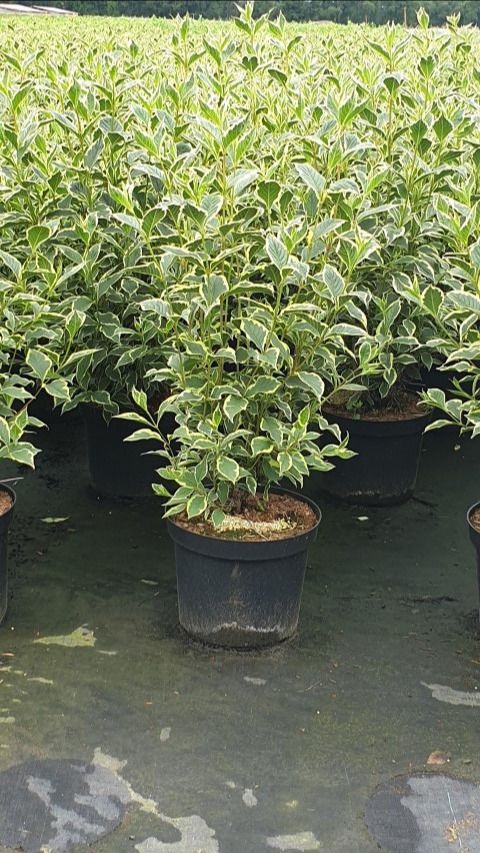 Weigela 'Nana Variegata'